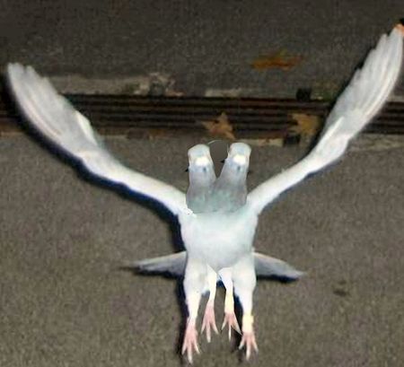 pigeon_mutant