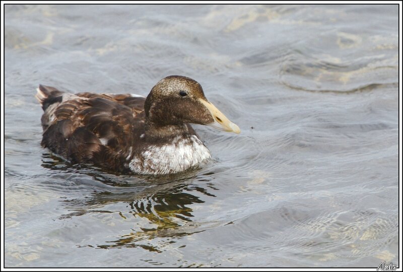 Eider à duvet, immature