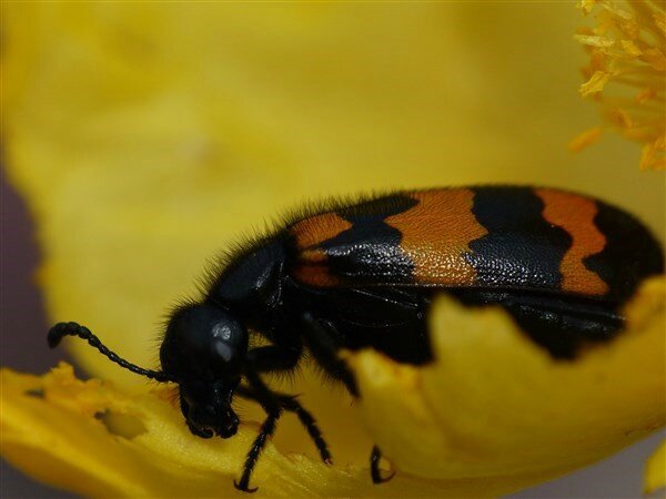 P1130143