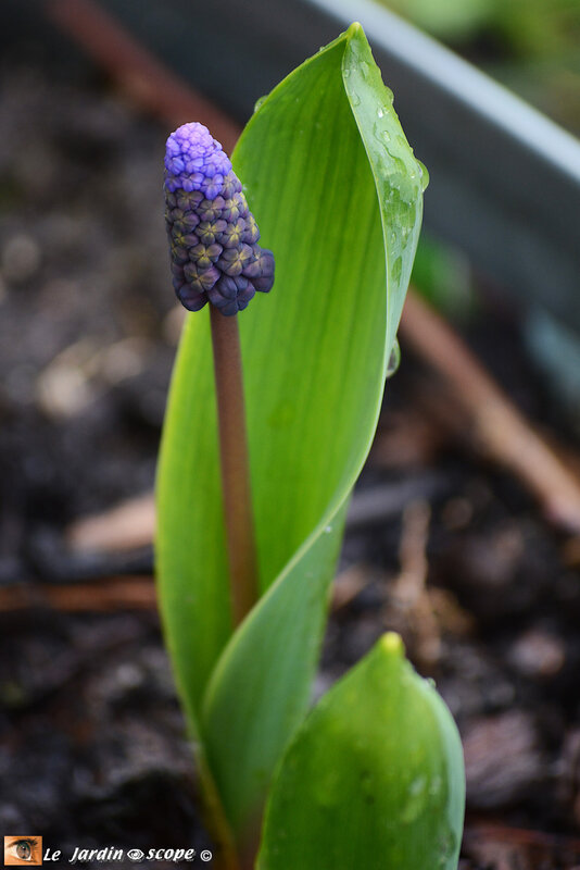 Muscari-latifolium