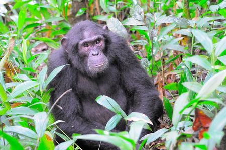 Chimpanz___parc_de_Kibale__Ouganda__7_