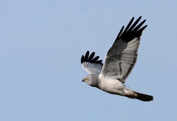 BUSARDS Rapaces de Provence