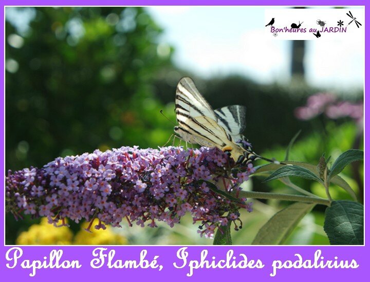 Papillon Flambé ok