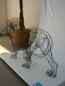 Lions_2_012