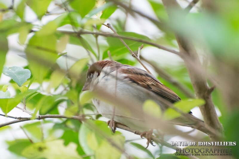 Moineau domestique
(Passer domesticus - House Sparrow)