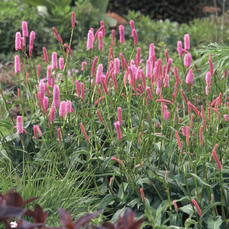 Persicaria-bistorta-Hohe-Tatra-80955-1