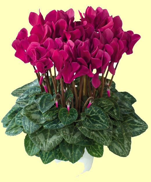 cyclamen 1