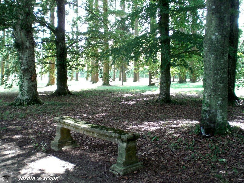 En sous bois dans le Parc de Bouges (36)