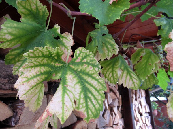 201910 jardin début octobre feuilles de vigne