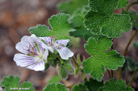 Geranium_Renardii_fleurs