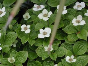 cornus_canadensis2