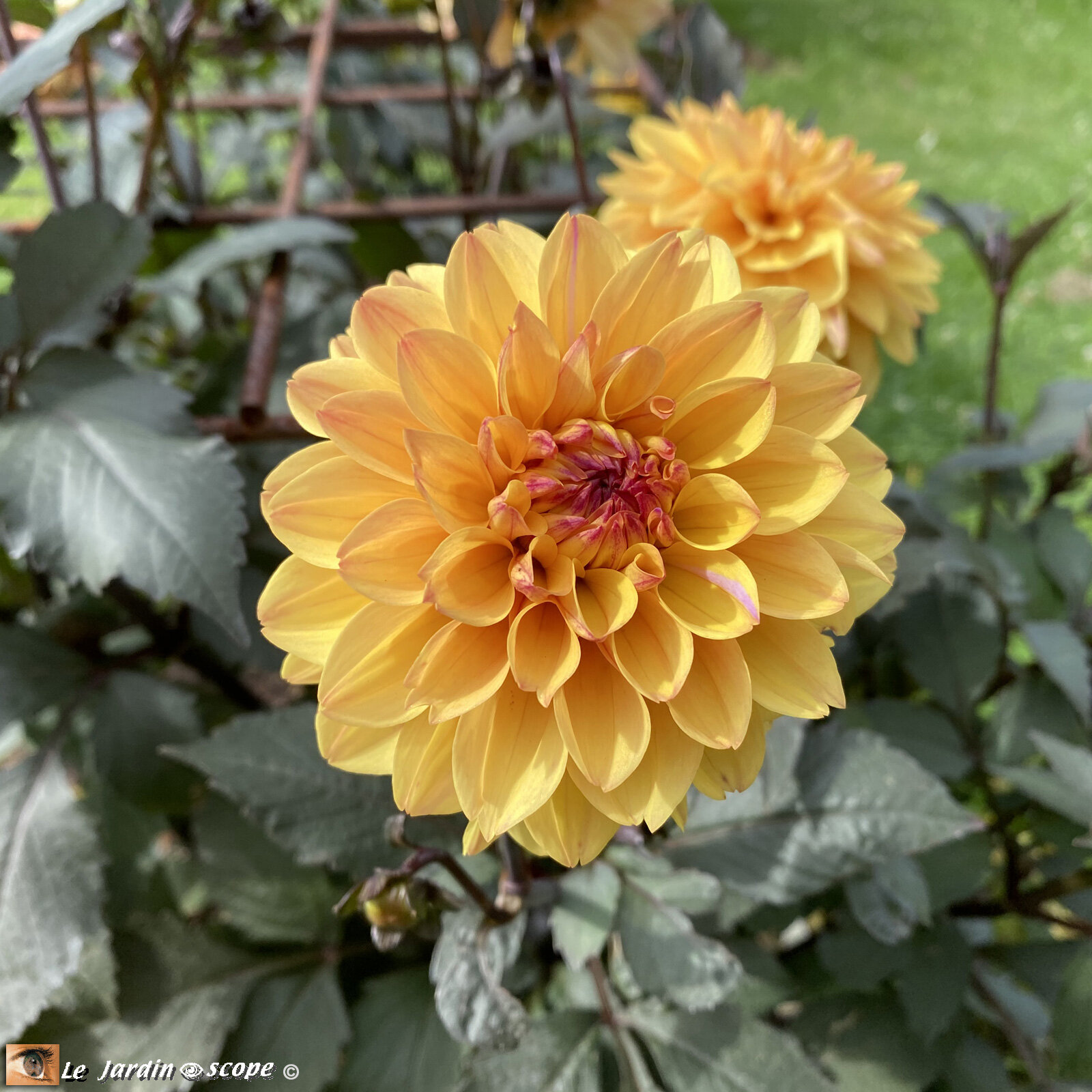 Dahlia-Vendée-Globe