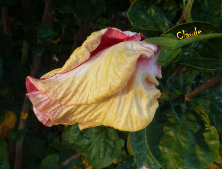 hibiscus_2