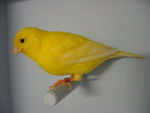 canari