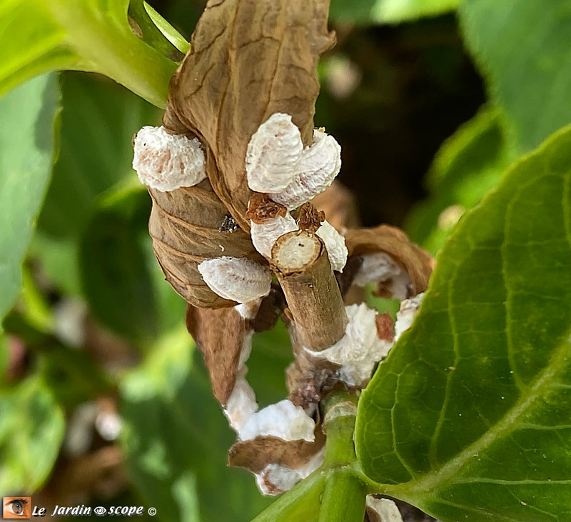Cochenilles pulvinaires sur hortensia 