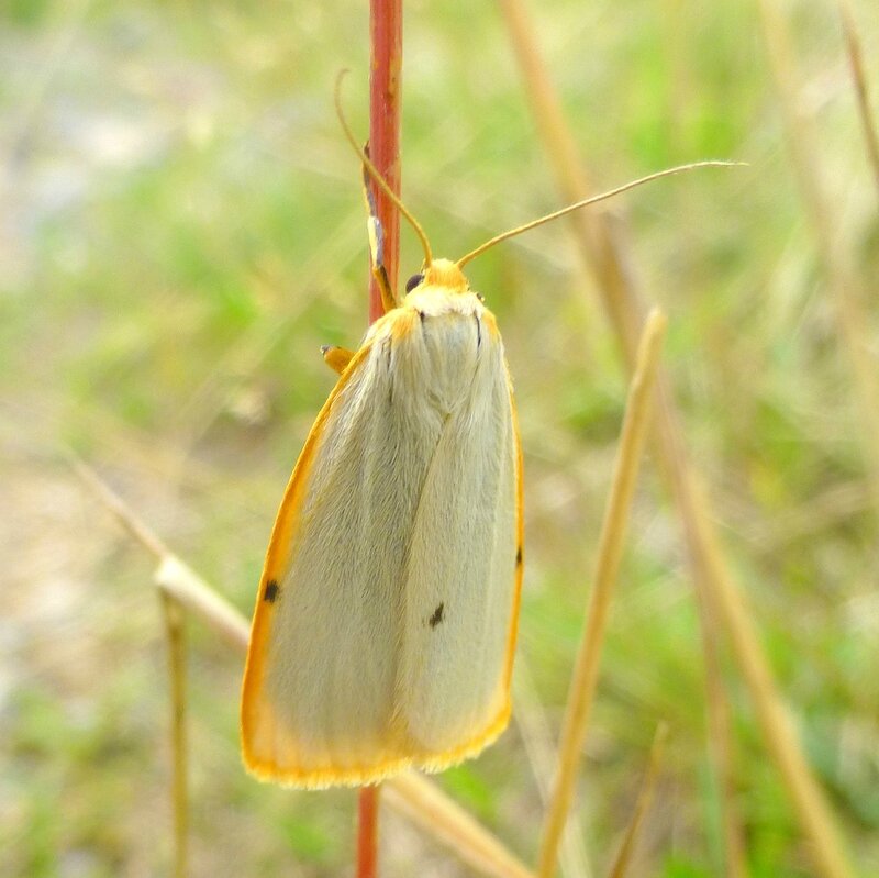 Cybosia mesomella