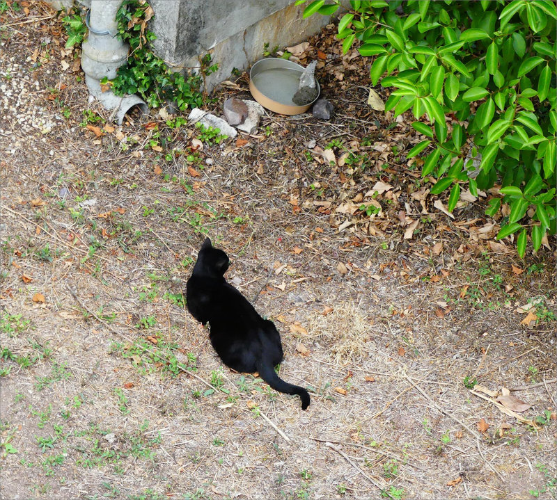 Chat gamelle eau 250822