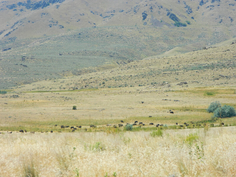 DSCN5491 (2)