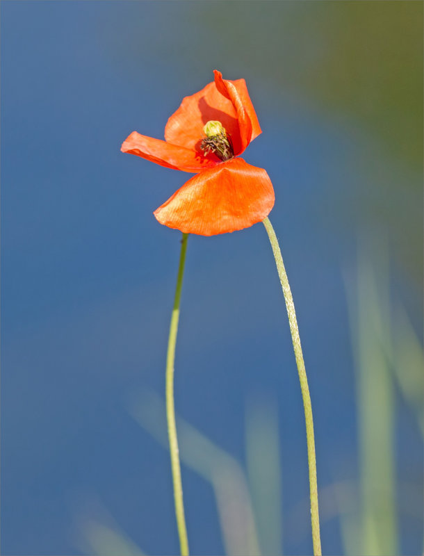 Coquelicot 2 tiges 050522