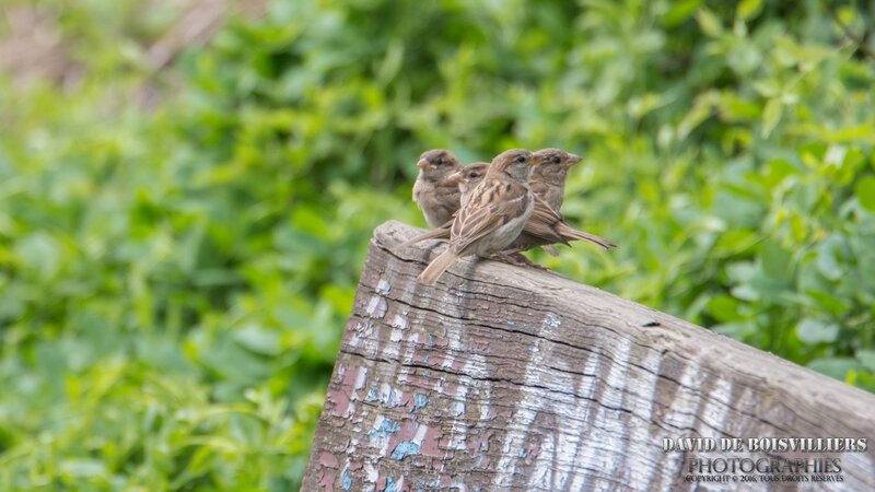 Moineau domestique (Passer domesticus)