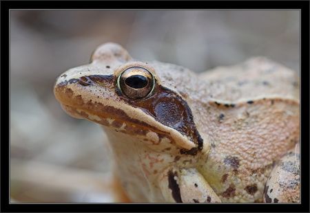 Galuchet_grenouille_rousse_profil_oeil_101010