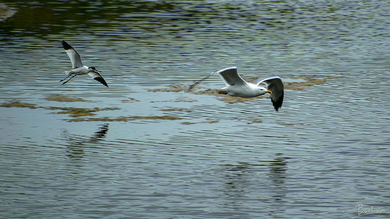 Avocette-Goéland-OK-2