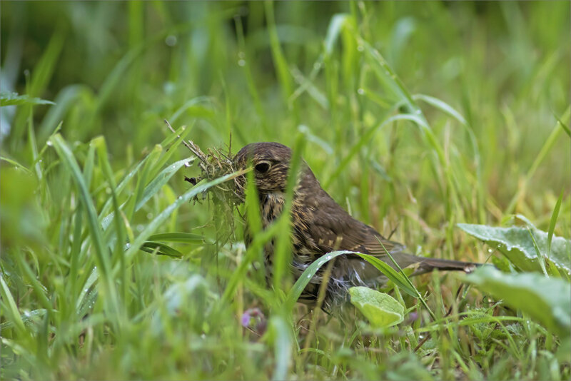 oiseau grive matériau bec 310519 3