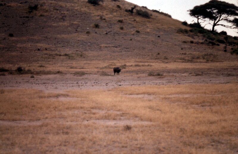 amboseli buffle b