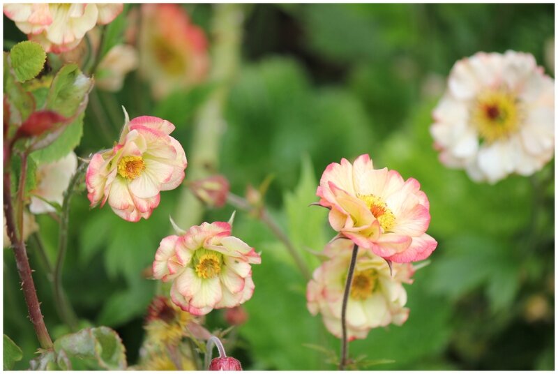 GEUM COSMOPOLITAN2