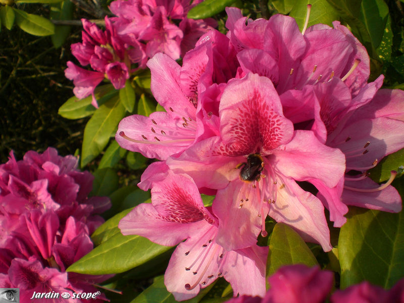 Le rhododendron à l'abeille