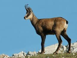 Chamois 1