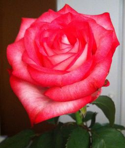 Rose_du_matin_2