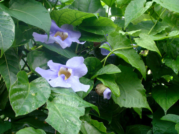 Image-Nature-Fleur-Liane de Chine-Thumbergia grandiflora-Martinique-1