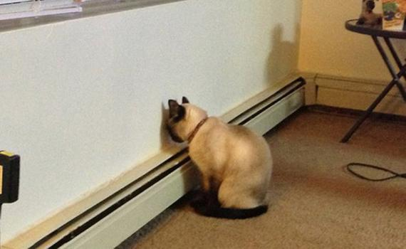 chat-pousse-au-mur