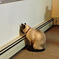 [GRIF' Informe] Votre chat pousse au mur, ne riez pas : il souffre.