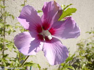 Hibiscus de jardin • Hibiscus syriacus