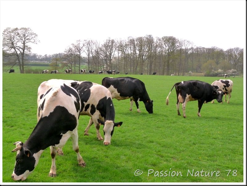 La vache Prim'Holstein (13)