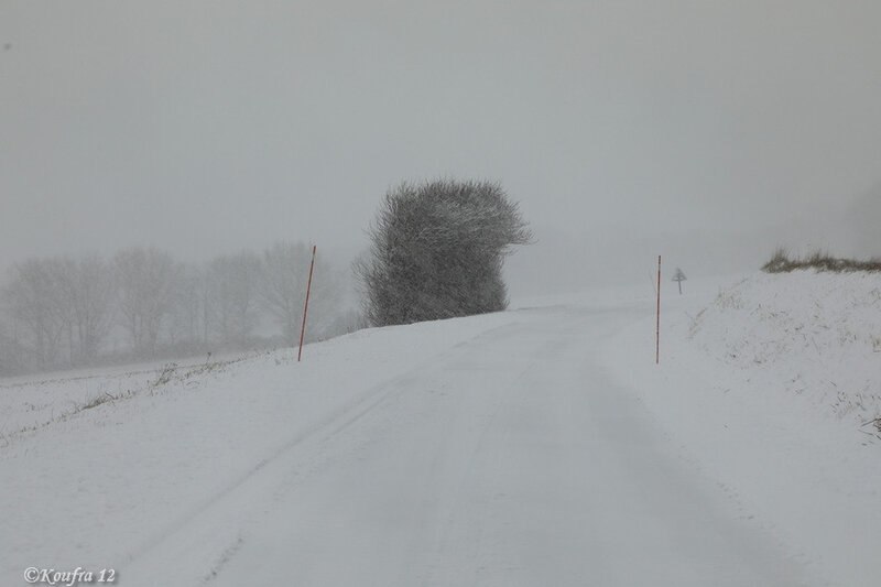Photos JMP©Koufra 12 - Cornus - Neige - 28012019 - 0036