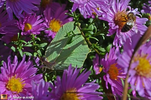 Citron • Gonepteryx rhamni 