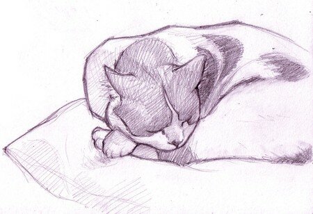 croquis_chat