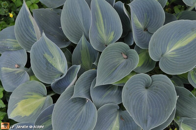 0025-Hosta-mat