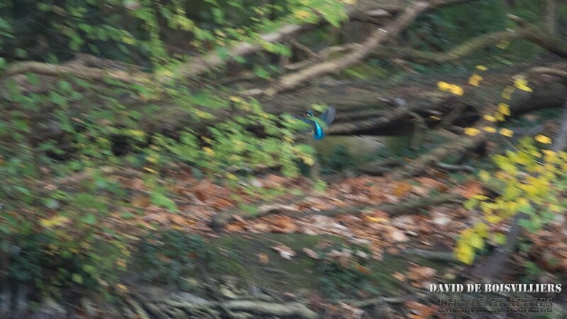 Martin Pêcheur d'Europe (Alcedo atthis)