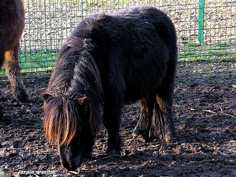 Quitch, le poney mâle du Parc