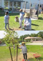 saule crevette