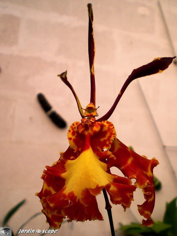 Expo d'Orchidées 2008 - Serre aux papillons du Parc Floral d'Orléans