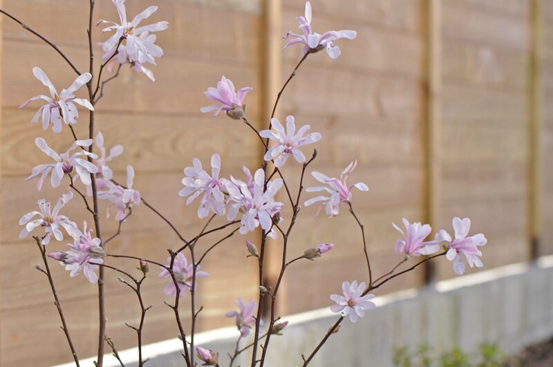 magnolia stellata rosea