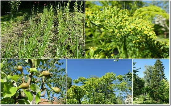 jardin 24 juin 20235