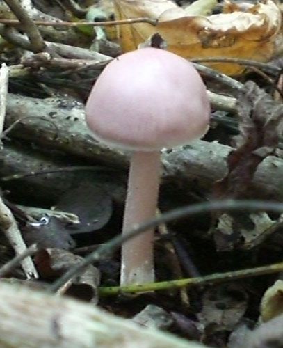 Mycena rosea  >> Toxique