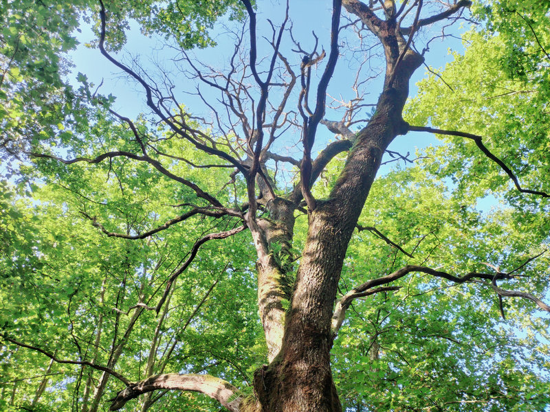 Ainhoa, un arbre, des branches (64)