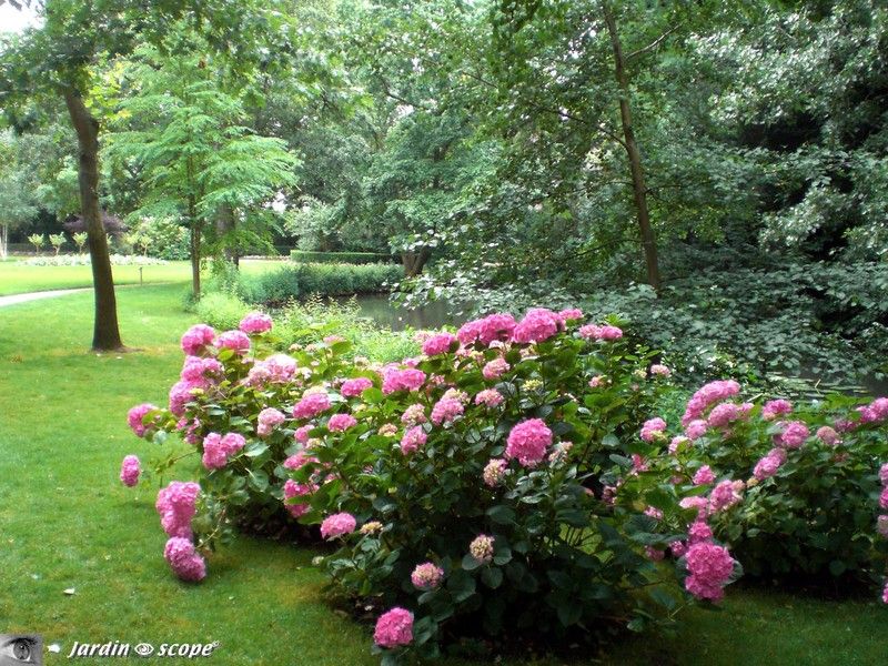 Massif d'hortensias ombragé